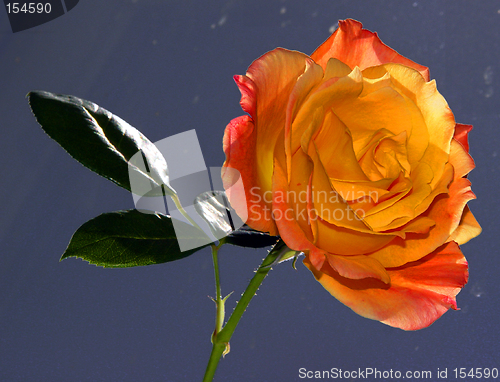 Image of Beautiful yellow rose
