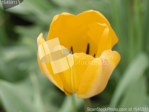 Image of Yellow tulip