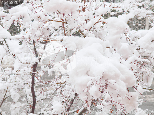 Image of Maple tree in snow