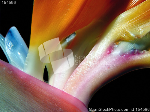 Image of Bird of Paradise