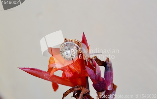 Image of garden snail