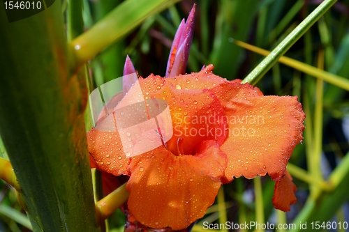 Image of Raindrops on lily petals