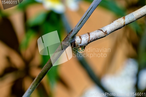 Image of Raindrop on plant