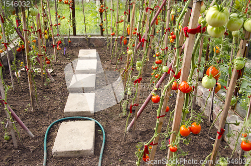 Image of Vegetable tomato grow ripe in glass greenhouse 