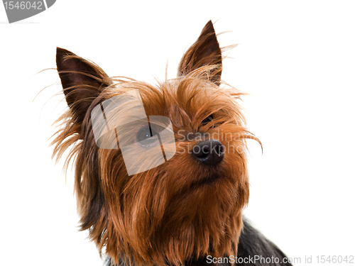 Image of yorkshire terrier