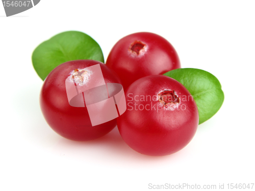 Image of Fresh cranberry with leaves