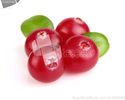 Image of Berries of cranberry