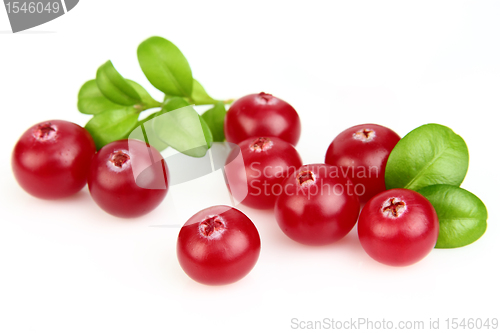 Image of Cranberry with leaves