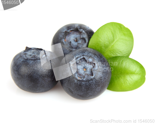 Image of Sweet blueberry