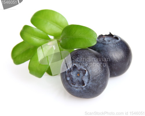 Image of Berry of blueberry with leaves