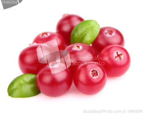 Image of Ripe cranberries with leaves