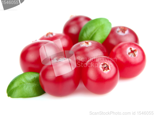 Image of Heap of fresh cranberry 