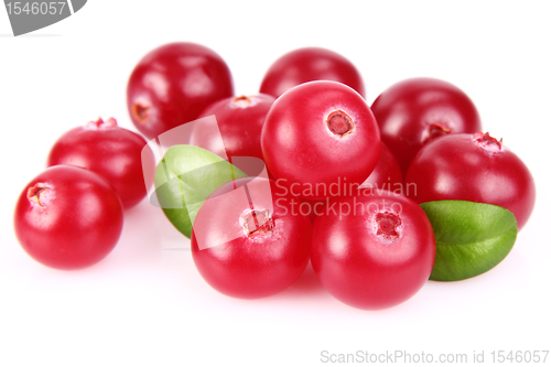 Image of Ripe cranberry with leaves