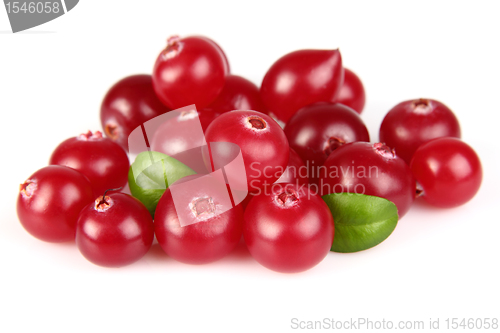 Image of Heap of fresh cranberry.