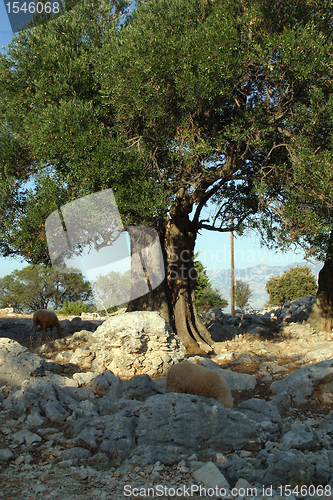 Image of Old olive tree