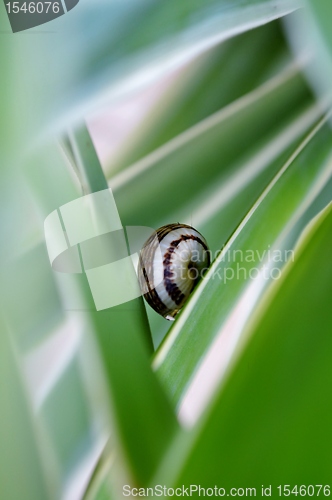 Image of Garden snail