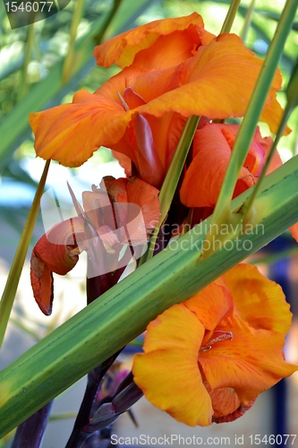 Image of Raindrops on lily petals