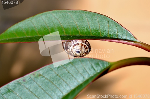 Image of Garden snail