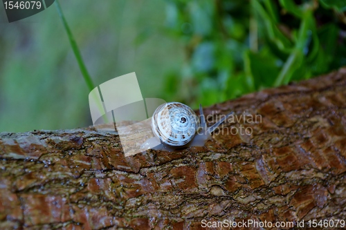 Image of Garden snail