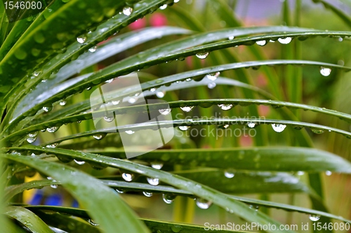 Image of Raindrops on leafs