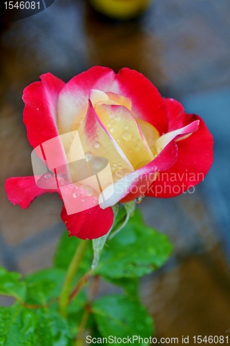Image of Colorful Rose