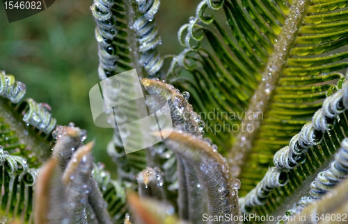 Image of New palm leafs