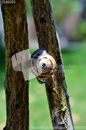 Image of Garden snail