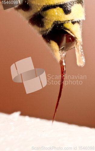 Image of wasp stinging in red background