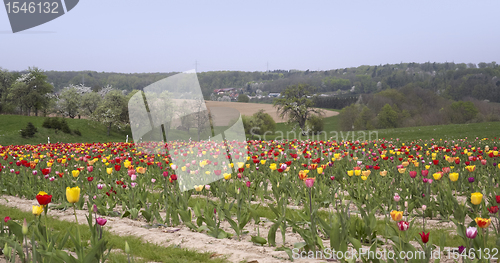 Image of landscape and a field of tulips