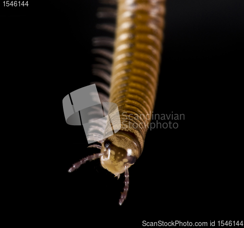 Image of millipede on black background