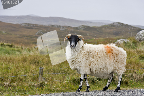 Image of white sheep with black head