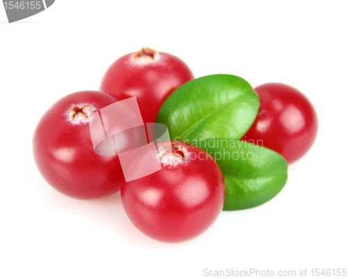 Image of Fresh cowberry with leaves