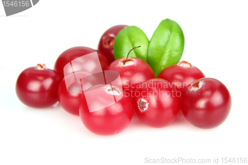 Image of Ripe cowberry