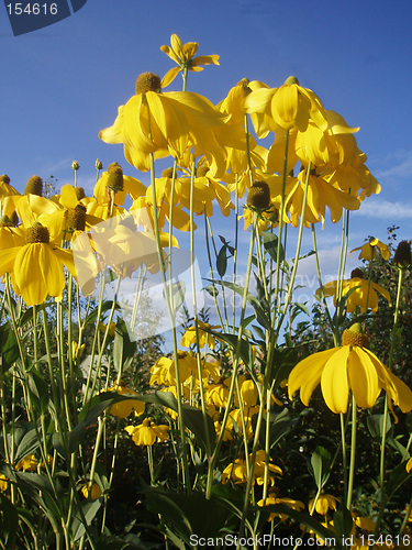 Image of Yellow flowers