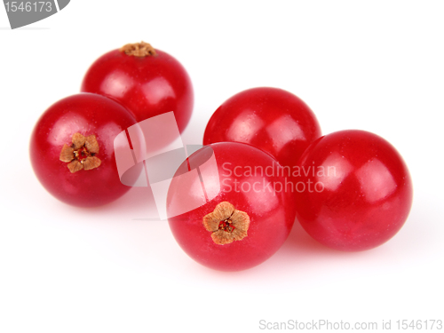 Image of Red currant in closeup