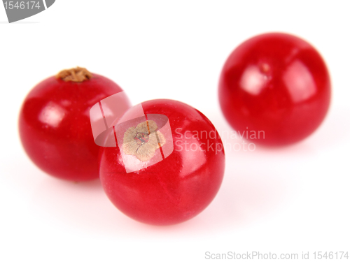 Image of Red currant in closeup