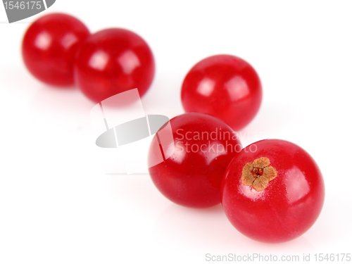 Image of Currant in closeup
