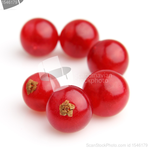 Image of Ripe currant
