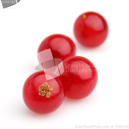 Image of Ripe berries of a currant