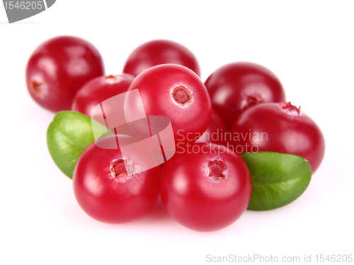 Image of Sweet cranberry with leaves