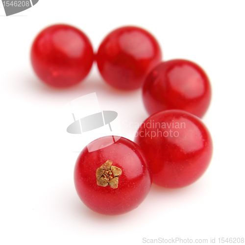 Image of Red currant in closeup