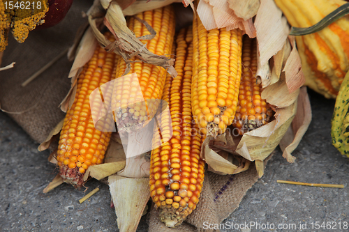 Image of Maize cobs