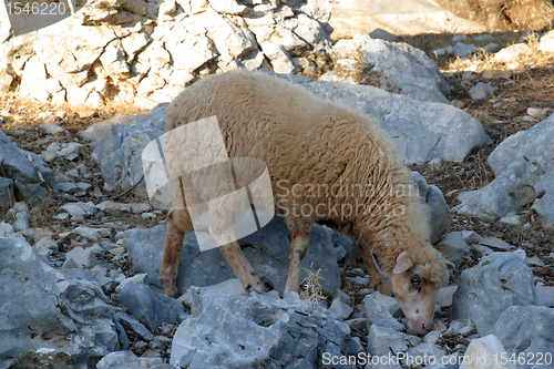 Image of Sheep