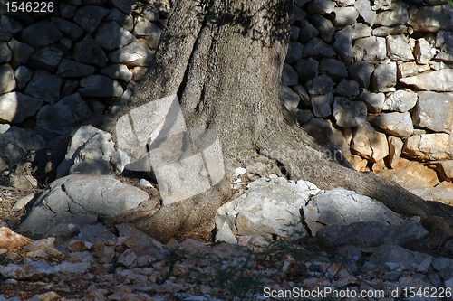 Image of Old olive tree