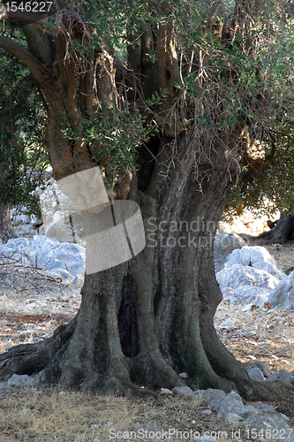 Image of Old olive tree