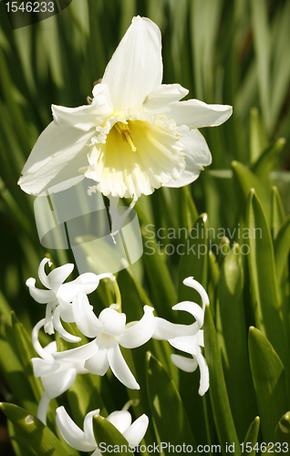 Image of daffodil flower in leavy green back
