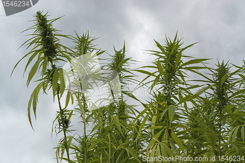 Image of hemp field detail