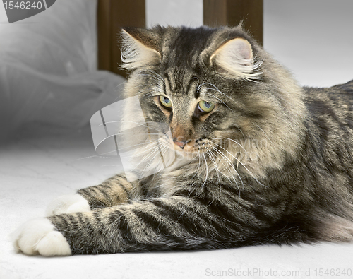 Image of Norwegian Forest Cat