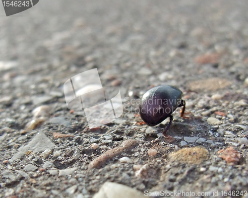 Image of bug backside while walking on pavement