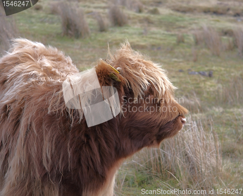 Image of sideways portrait of a Highland cattle